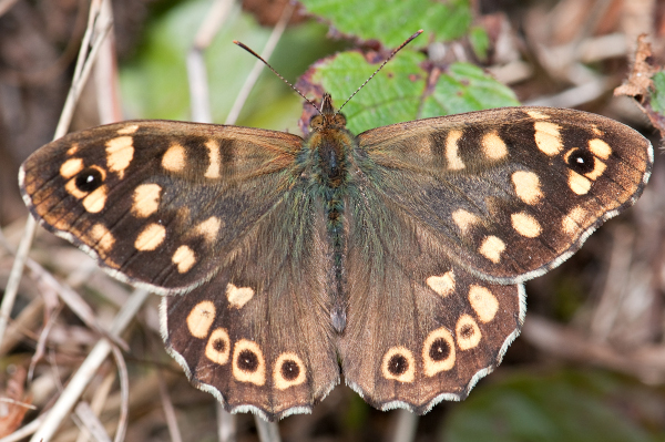Tircis (Pararge aegeria) &copy; J.-J. Carlier